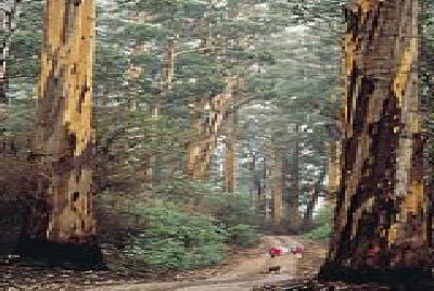 Forest Road im Südwesten-SW Forest Road.jpg